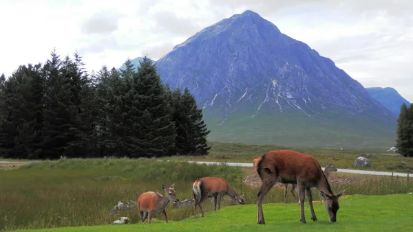Cervi che mangiano erba nelle Highlands scozzesi — Foto Stock
