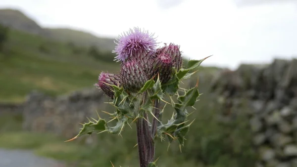 Vahşi thistle İngiltere nin Lake District Milli Parkı'nda