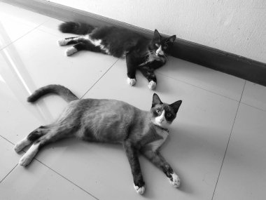 İki kedi buraya bakıyor.