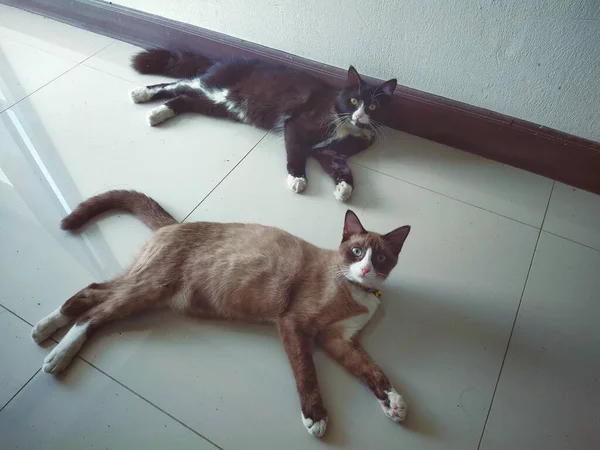 Dois Gatos Gato Assistindo Aqui — Fotografia de Stock