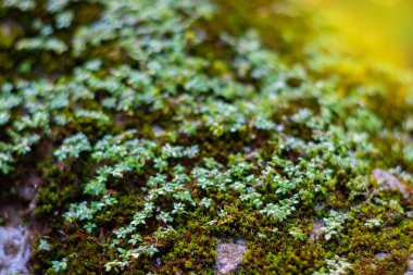 Eğreltiotu yaprakları yosunlu gövde üzerinde, doğal yeşil arka plan. Saf vahşi doğa, Asya yaz ormanı manzarası.
