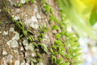 Ormandaki ağaçta sarmaşık