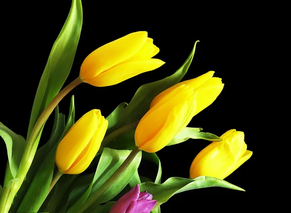 Yellow tulips on a black background — Stock Photo, Image