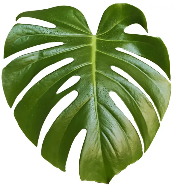 Monstera leaf — Stock Photo, Image