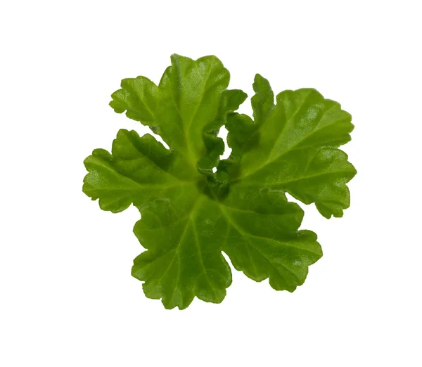 Geranium leaf — Stock Photo, Image