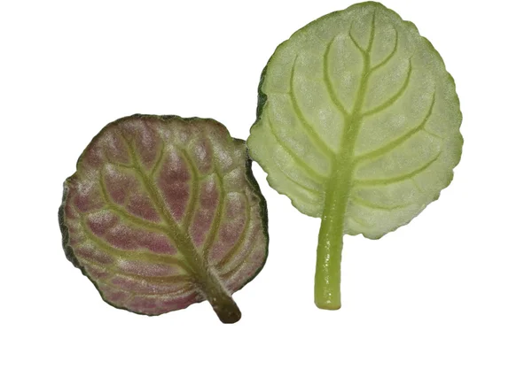 Two violet leaves — Stok fotoğraf