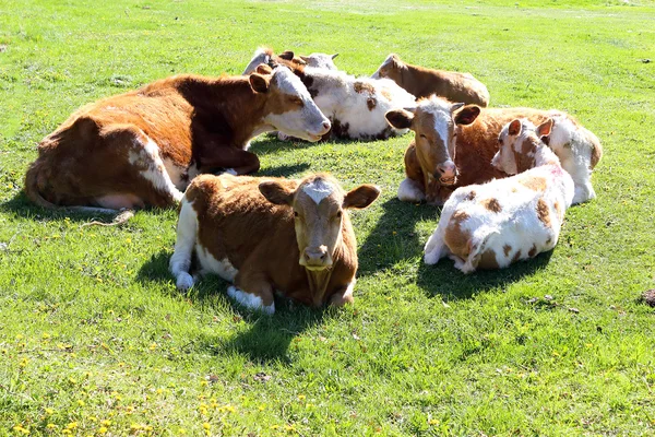 Vacas descansando no prado — Fotografia de Stock