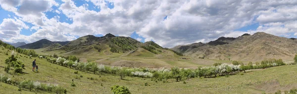 dağlarda bir elma bahçesi görünümü
