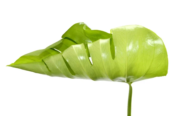Monstera leaf, folded tube — Stock Photo, Image