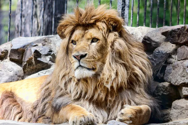 Aslan