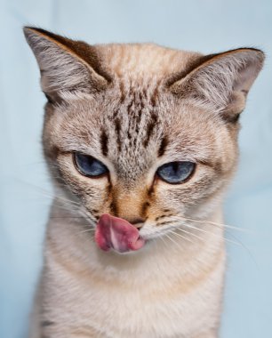 burnunu yalamak kedi