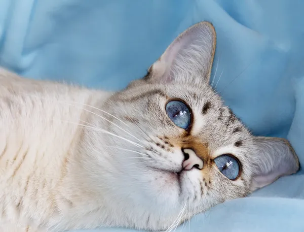 masmavi gözlü beyaz kedi