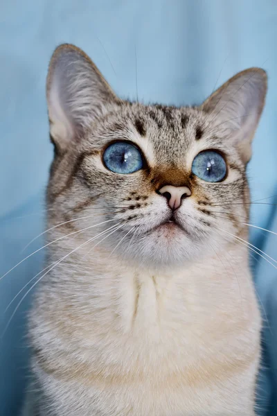 Portrait of a white cat with aquamarine eyes — Stock Photo, Image