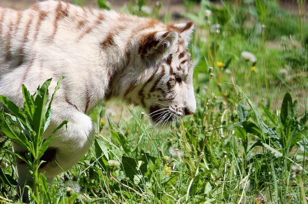 Bengal kaplanı av üzerinde