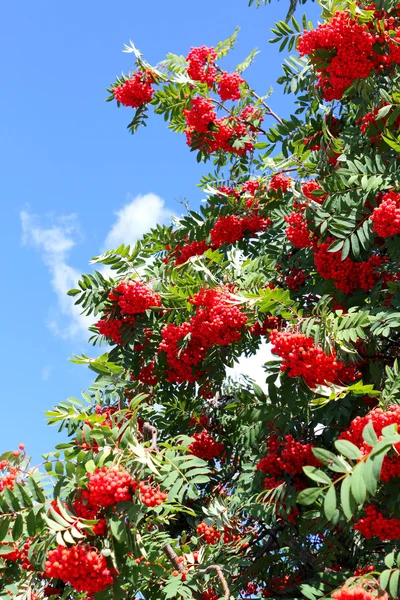 Moras rojas —  Fotos de Stock