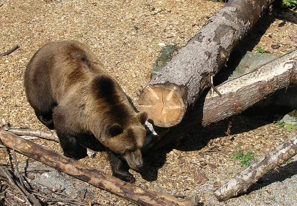 Bear — Stock Photo, Image