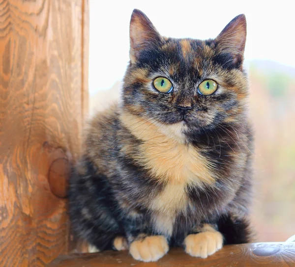 Üç renkli kedi