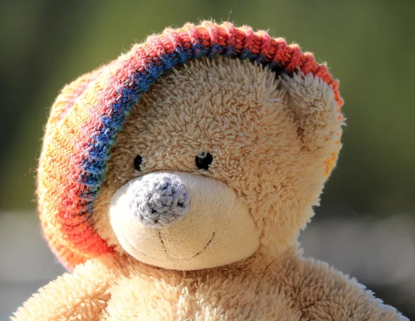 Porträt eines Bären mit Mütze — Stockfoto