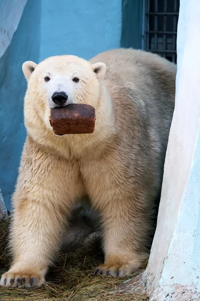 Polar bear with a loaf of bread — Stock Photo, Image