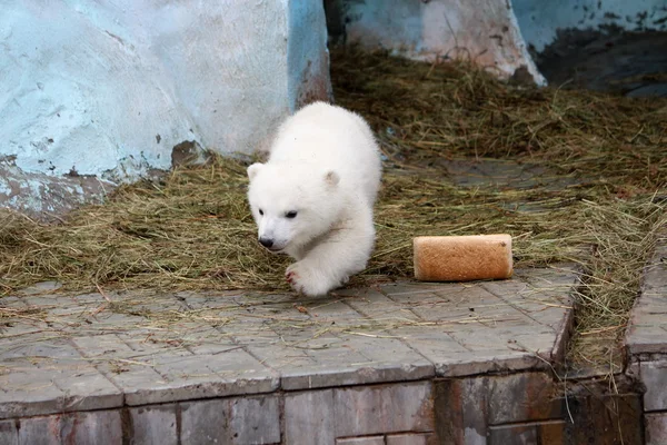 Polar bear cub — Stock Photo, Image