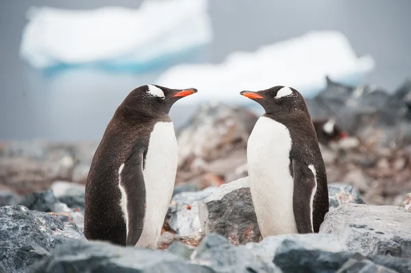 Gentoo pingüinos mirando en el espejo en la playa de la Antártida ne —  Fotos de Stock