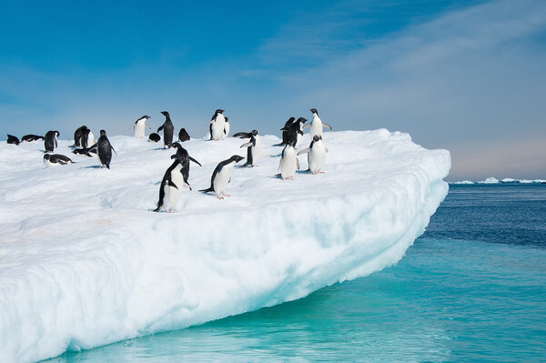 Пингвины Адели прыгают с айсберга
