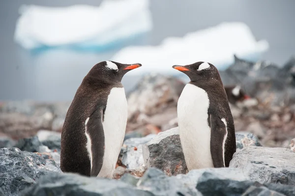 Gentoo pinguins olhando no espelho na praia da Antártida ne Imagens Royalty-Free