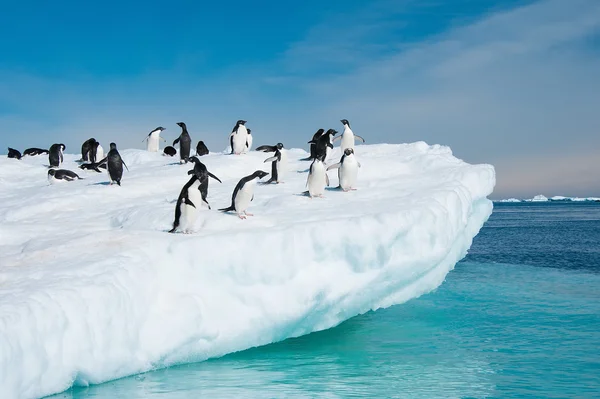 Adelie penguins jumping from iceberg Obrazek Stockowy