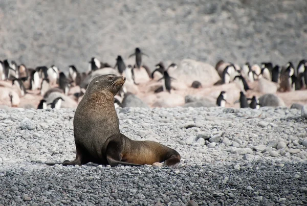 Foca de piel en la playa cerca de pingüinos, Antártida — Foto de Stock