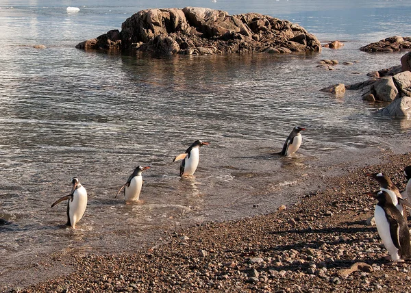 Pinguins Gentoo voltando da pesca no mar Antártico Imagens Royalty-Free