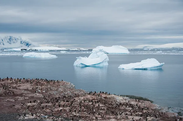 Adelie kolonii pingwinów na plaży, w pobliżu gór lodowych, Antarktyda Obrazek Stockowy