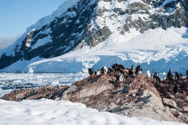 Gentoo penguins near the mountain clipart