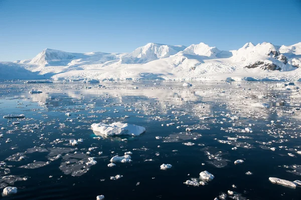 Cennet Antartika'da defne — Stok fotoğraf