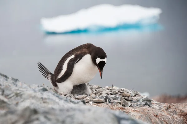 Ezelspinguïn op het strand, antarctica — Stockfoto