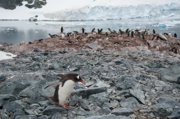 Gentoo pingüino cerca del océano — Foto de Stock