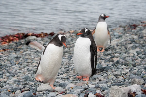 Pingouins gentils près de l'océan — Photo