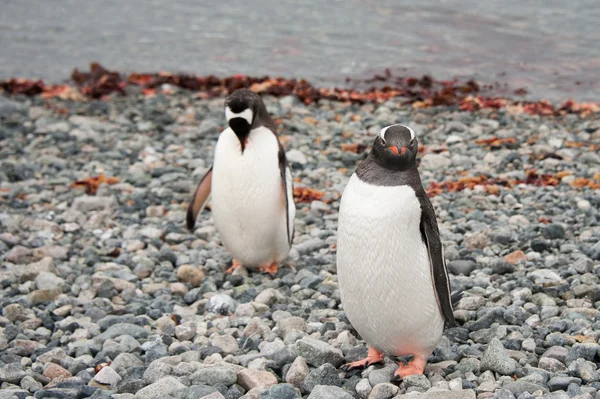 Pinguini Gentoo vicino all'oceano — Foto Stock