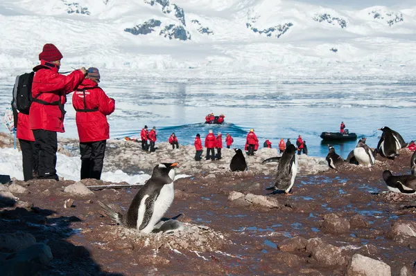 Touristen fotografieren Gentoo-Pinguine lizenzfreie Stockfotos