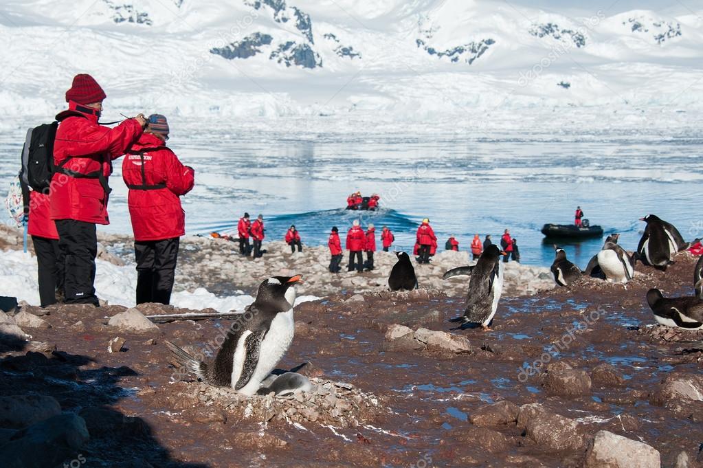 Tourists taking shots of gentoo penguins