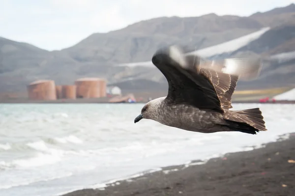 Skuas flying on Deception island — Stock Photo, Image