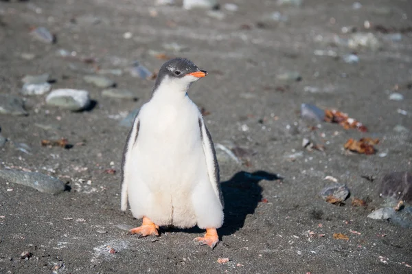 Pulcino Gentoo sulla sabbia — Foto Stock