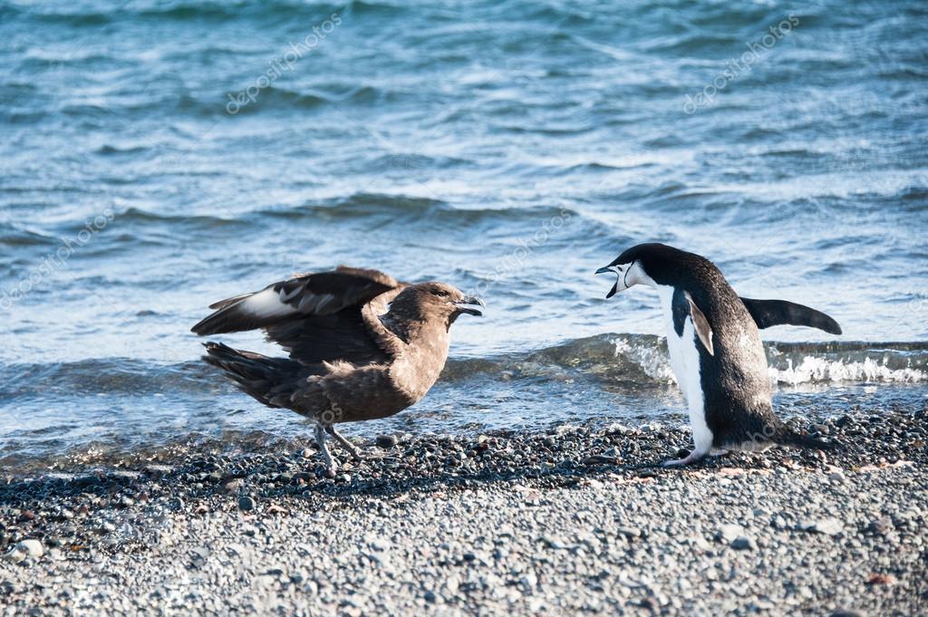 Chinstrap penguin fighting skuas Stock Photo by ©axily 13883224