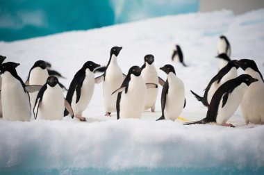 Kar üzerinde penguenler