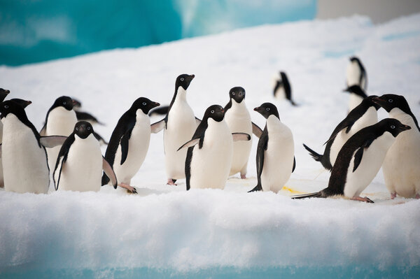 пингвины на снегу