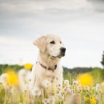 stock-photo-golden-retriever-in-flowers