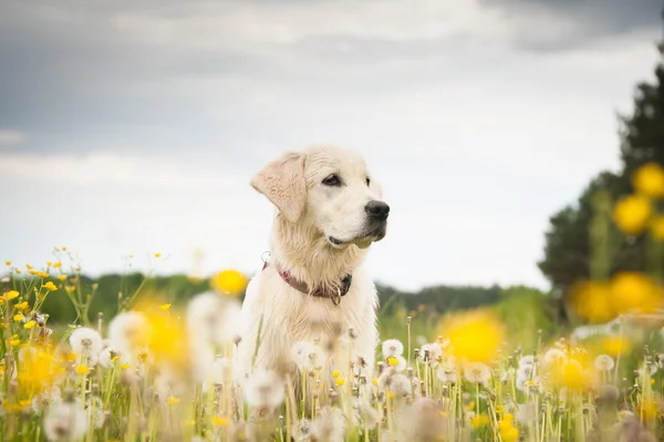 Golden Retriever in Blumen — Stockfoto