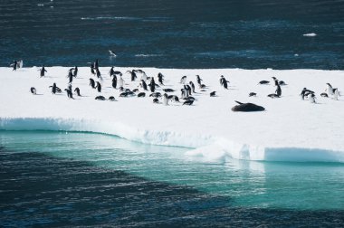 Kar üzerinde penguenler