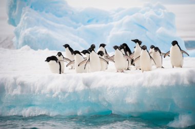 Kar üzerinde penguenler