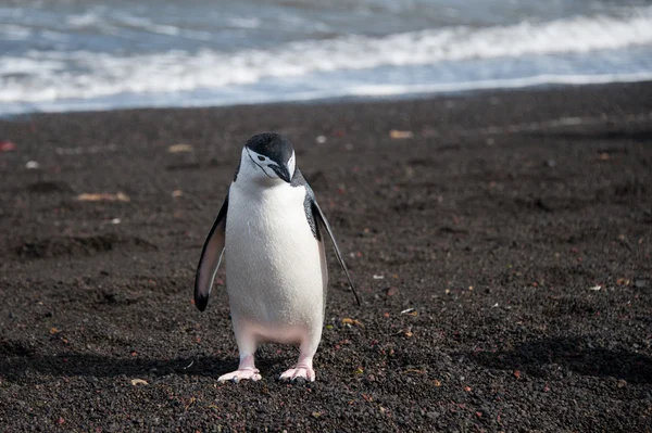 Sahildeki penguenler — Stok fotoğraf