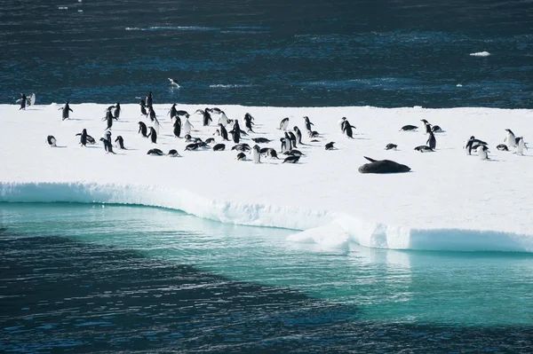 Pinguini sulla neve — Foto Stock